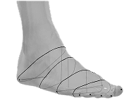 Foot measurement reference